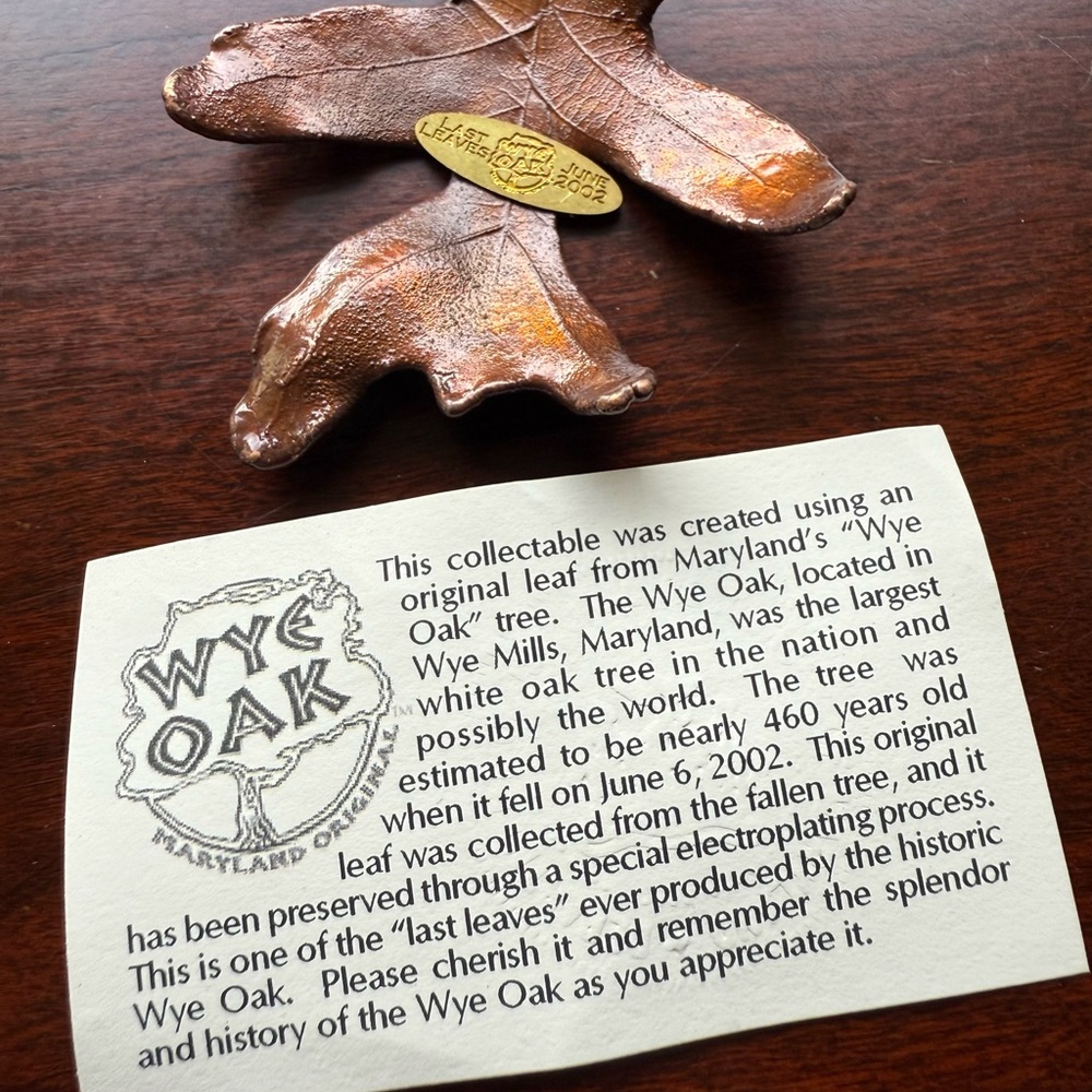 Wye Oak Leaf Collectible - UNIQUE and RARE